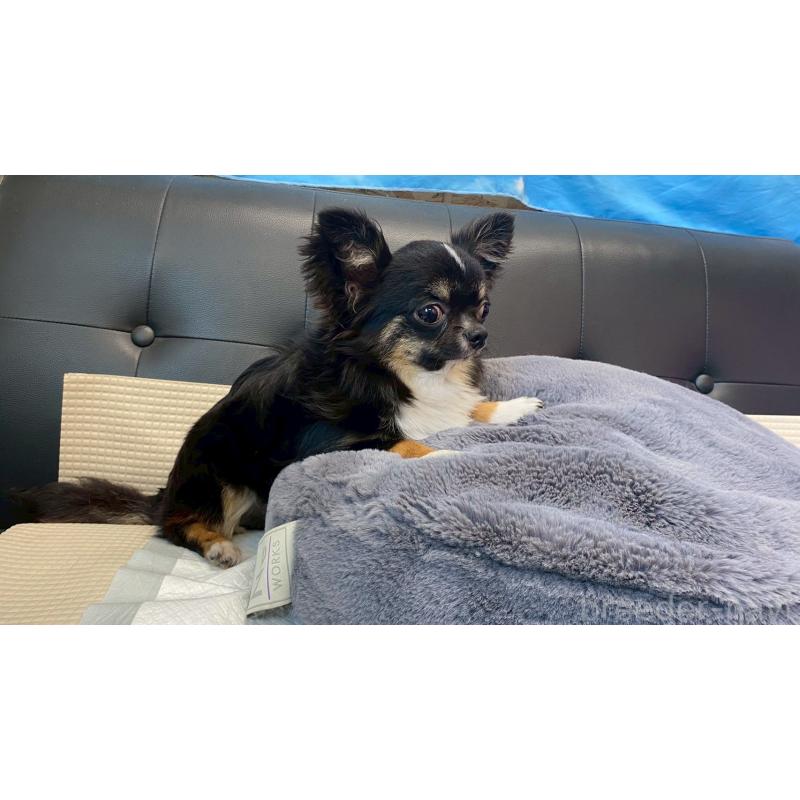 成約済の兵庫県のチワワ(ロングコート)-378076の10枚目